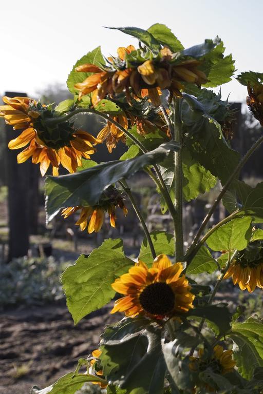 Bloemenboerderij